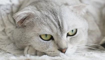 江苏先锋精密科技股份有限公司IPO上市委会议通过，保荐机构为华泰联合证券