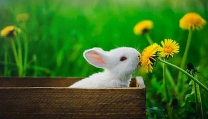 莱宝高科接待2家机构调研，包括东北证券股份有限公司、华泰保兴基金管理有限公司