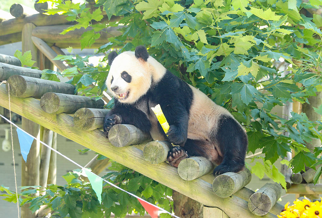 造谣大熊猫被虐待,大V盯上了“猫粉”的钱包