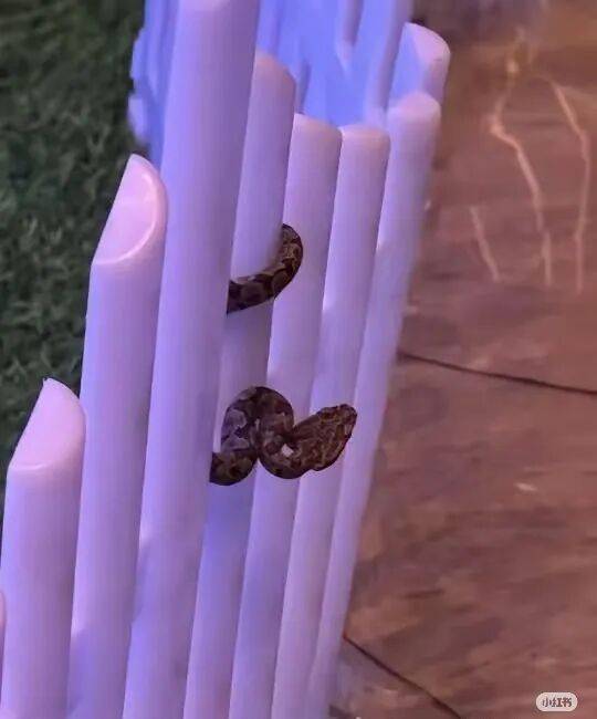 酒店大堂发现剧毒蛇,小孩以为是假蛇还摸了蛇头,涉事酒店回应:已放生,酒店增设驱蛇装置