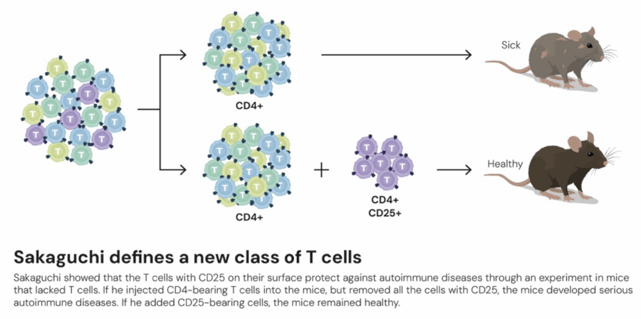这个诺奖迟到了30年!三位科学家揭示免疫系统如何避免“自相残杀”