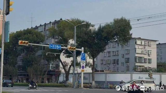 济南街头“恐龙树”走红,园林部门:形态天成,或随天气而变